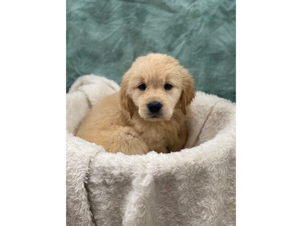 Golden Retriever DOG Female Golden 8993 Petland Rome, Georgia