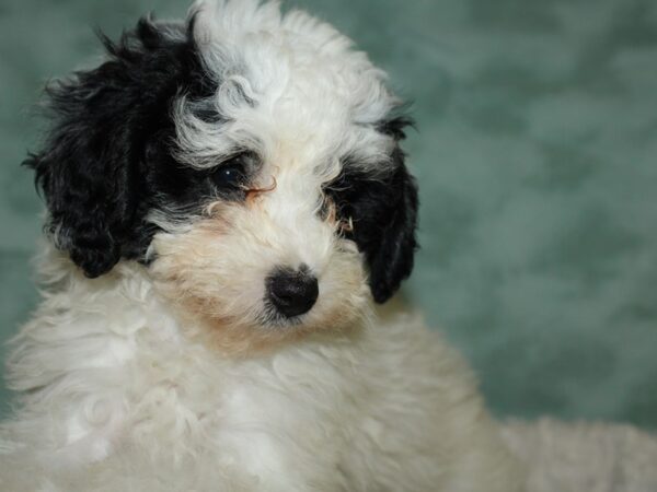 Eskipoo-DOG-Female-Black & White-19684-Petland Rome, Georgia