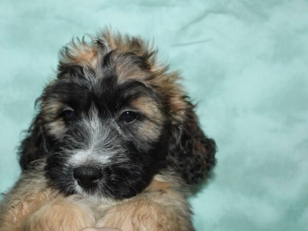 Saint Bernard/Poodle-DOG-Female-Mahogany / White-19671-Petland Rome, Georgia