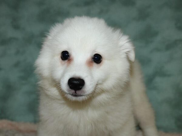 American Eskimo DOG Male White 19674 Petland Rome, Georgia