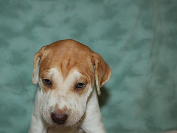 Mini Walrus DOG Male Red & White 19685 Petland Rome, Georgia