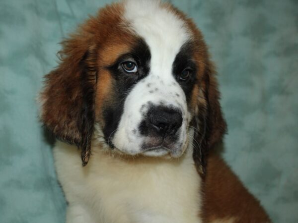 Saint Bernard DOG Male Brown / White 19669 Petland Rome, Georgia