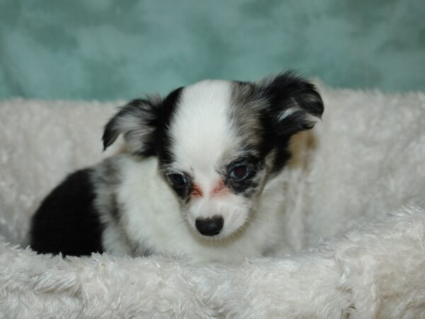 Chihuahua DOG Male Blue / White 19663 Petland Rome, Georgia