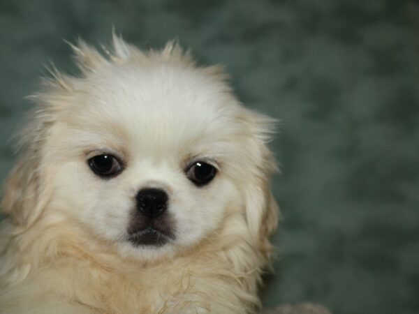 Pekingese DOG Female White / Cream 19668 Petland Rome, Georgia