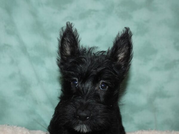 Scottish Terrier DOG Male Black 19670 Petland Rome, Georgia