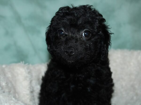 Miniature Poodle DOG Female BLUE MERLE 19680 Petland Rome, Georgia