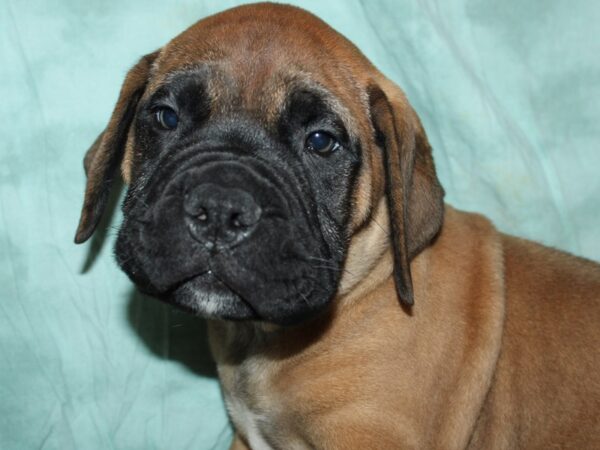 Bull Mastiff DOG Male Red Fawn, Black Mask 9007 Petland Rome, Georgia