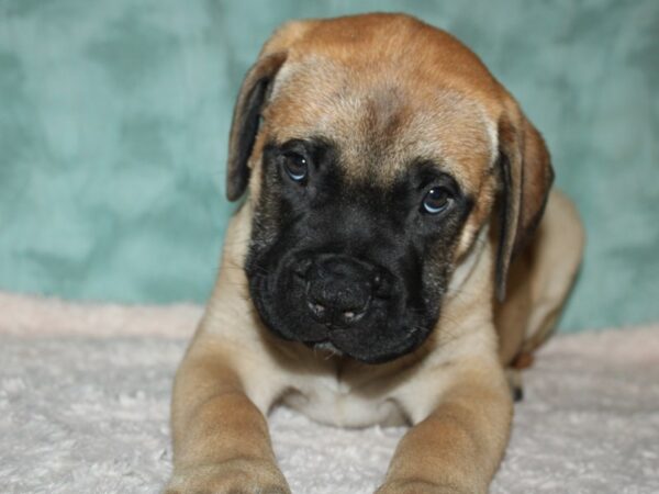 Bull Mastiff DOG Female Red Fawn, Black Mask 19696 Petland Rome, Georgia