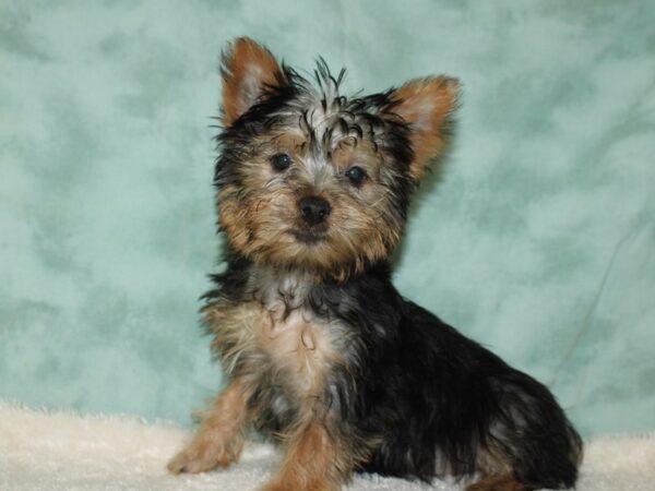 Silky Terrier DOG Female Black / Tan 9009 Petland Rome, Georgia