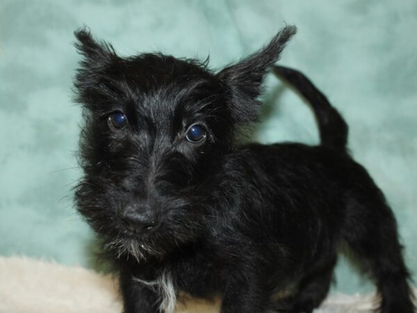 Scottish Terrier DOG Female Black 9011 Petland Rome, Georgia