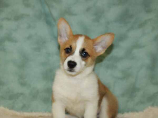 Pembroke Welsh Corgi DOG Female Red / White 9008 Petland Rome, Georgia