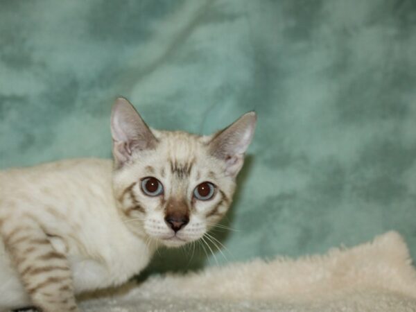 Bengal-CAT-Female-White / Black-19713-Petland Rome, Georgia