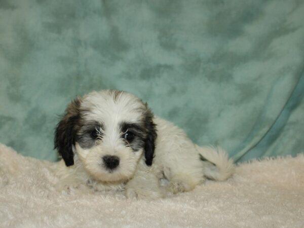 Daisy Dog DOG Female BROWN WHITE 19703 Petland Rome, Georgia