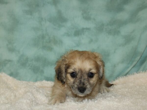 Daisy Dog DOG Female BROWN WHITE 19704 Petland Rome, Georgia