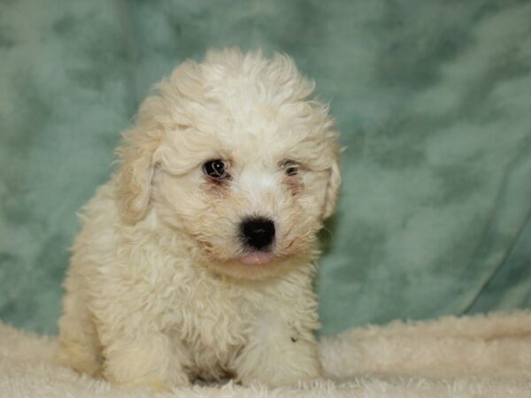 Bichon Frise DOG Male WH 19705 Petland Rome, Georgia