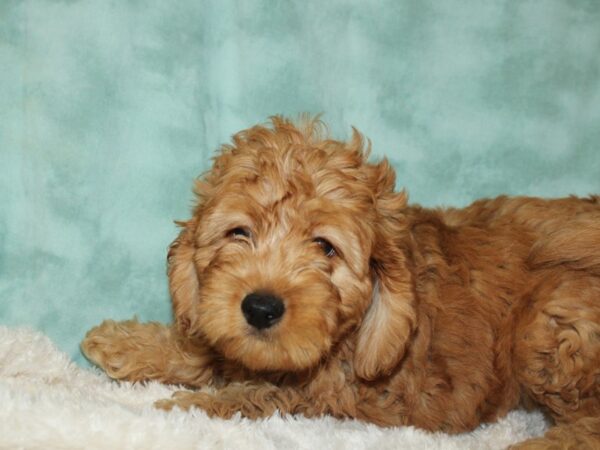 Mini Labradoodle-DOG-Male-Red-19709-Petland Rome, Georgia