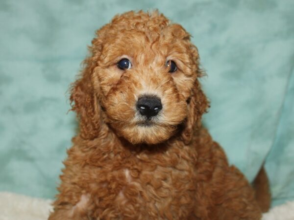 F2 MINI GOLDENDOODLE DOG Female Red 19714 Petland Rome, Georgia