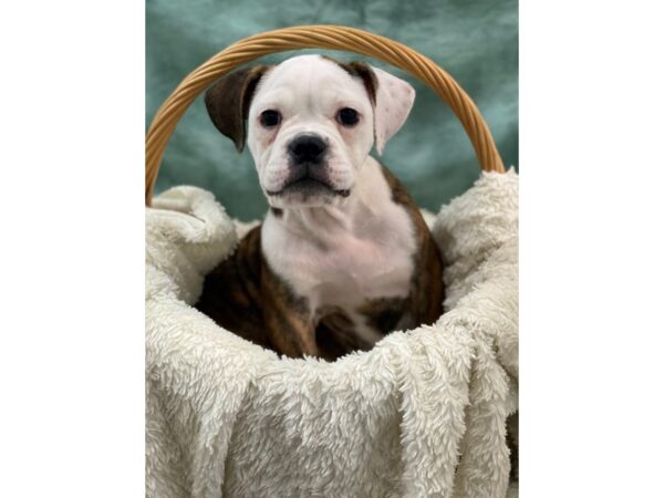 Old English Bulldog-DOG-Female-Brindle and White-8970-Petland Rome, Georgia