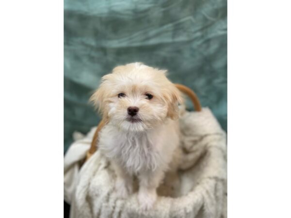 Japanese Chin/Poodle-DOG-Male-Cream / White-8956-Petland Rome, Georgia