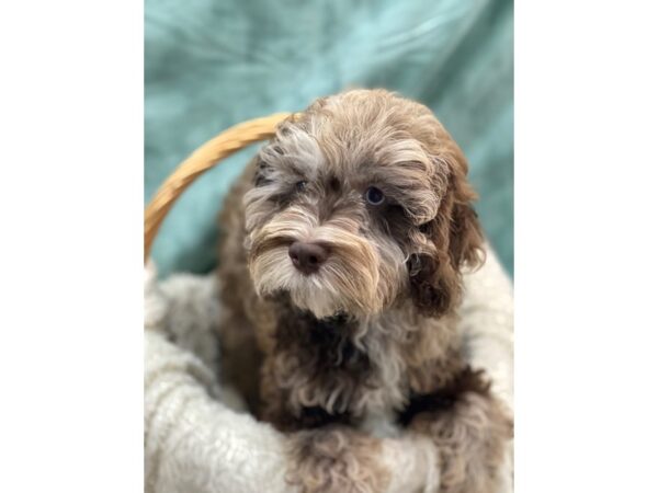 Cockapoo / Poodle-DOG-Male-Chocolate Roan-8979-Petland Rome, Georgia