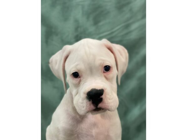 Boxer-DOG-Male-White-8983-Petland Rome, Georgia