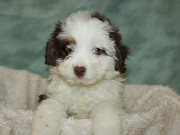 Aussiedoodle-DOG-Female-Chocolate and White-9026-Petland Rome, Georgia