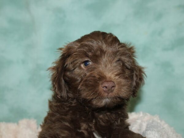 Aussiedoodle-DOG-Male-Chocolate-19717-Petland Rome, Georgia