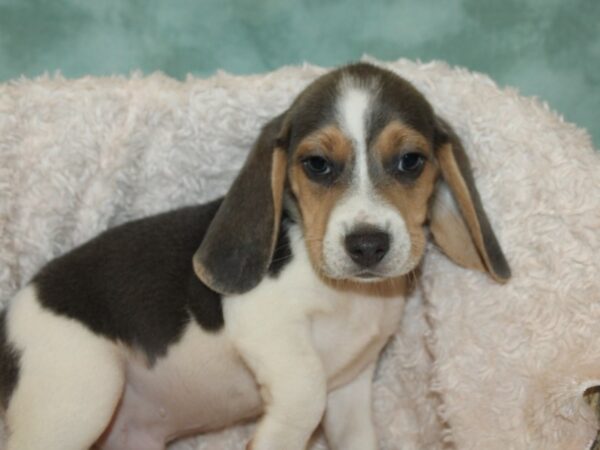 Beagle DOG Male Blue 19724 Petland Rome, Georgia