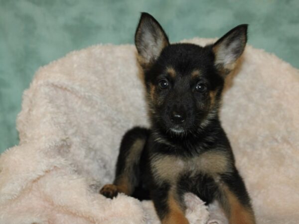 German Shepherd DOG Female Black and Brown 9027 Petland Rome, Georgia