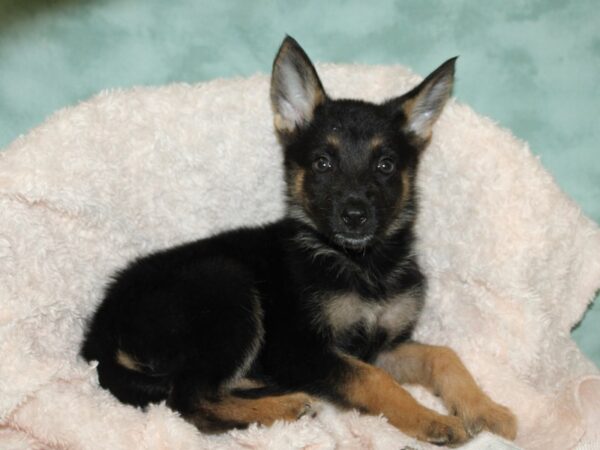 German Shepherd DOG Male Black and Brown 19715 Petland Rome, Georgia