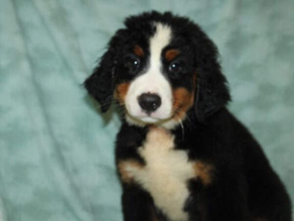 Bernese Mountain Dog DOG Male black white red 19730 Petland Rome, Georgia