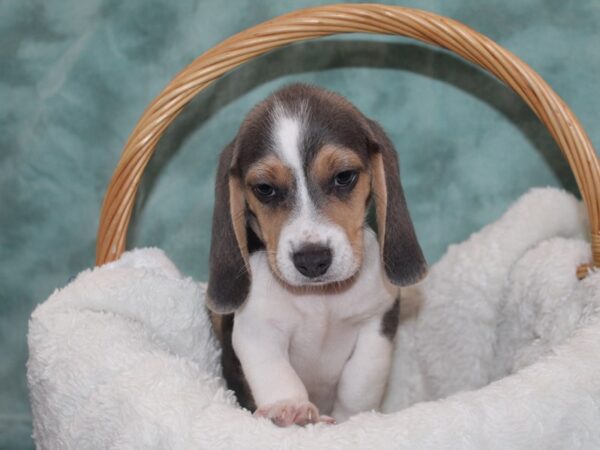 Beagle-DOG-Male-Blue-9023-Petland Rome, Georgia