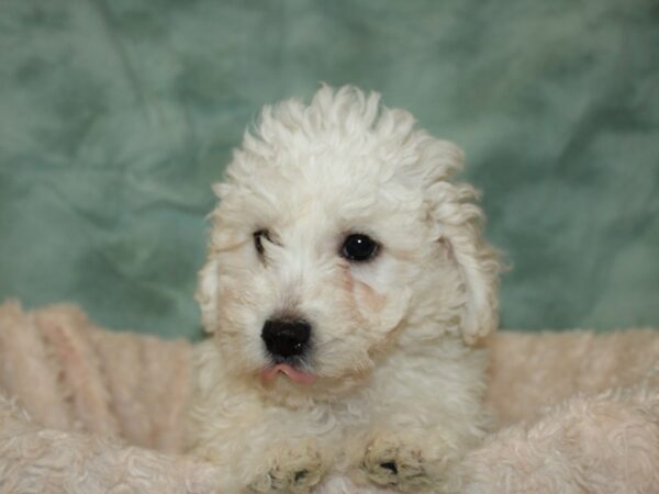 Bichon Frise DOG Male White 19735 Petland Rome, Georgia