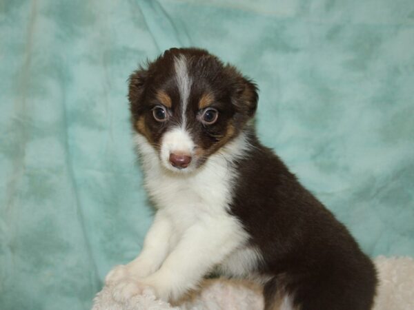 Mini Aussie-DOG-Female-RED TRI-19737-Petland Rome, Georgia