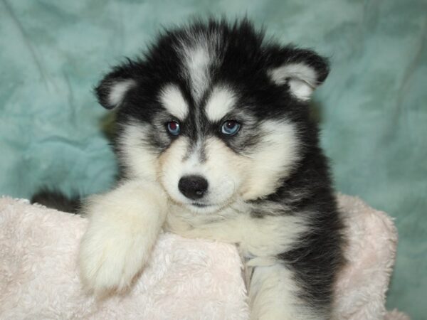 Pomsky DOG Male blk wh 19738 Petland Rome, Georgia