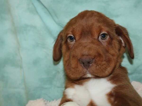 Mini Hippo DOG Male BRN 19739 Petland Rome, Georgia