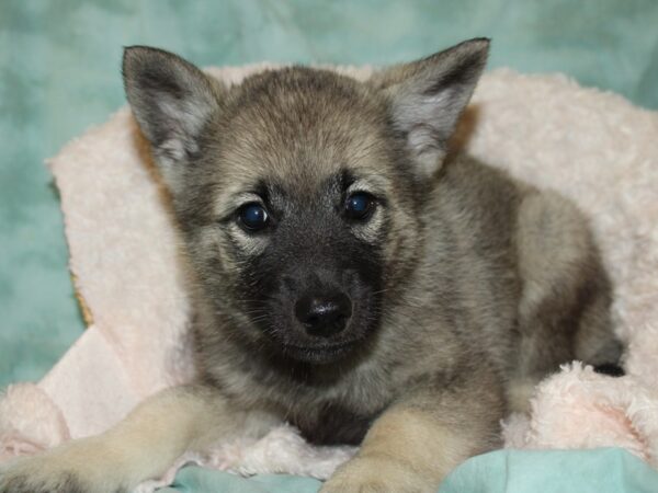 Norwegian Elkhound DOG Male Black / Silver 19732 Petland Rome, Georgia