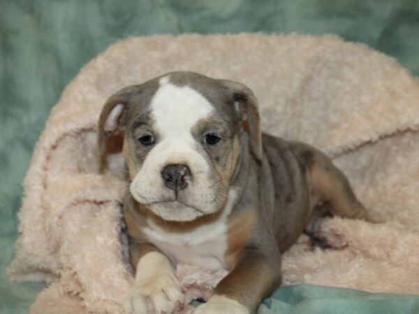 Old English Bulldog-DOG-Male-BLUE MERLE-19741-Petland Rome, Georgia