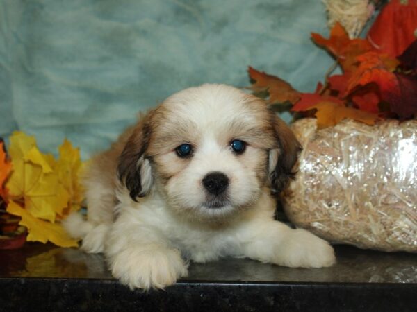 Lhasa-Poo (Poodle / Lhasa Apso)-DOG-Male--19755-Petland Rome, Georgia