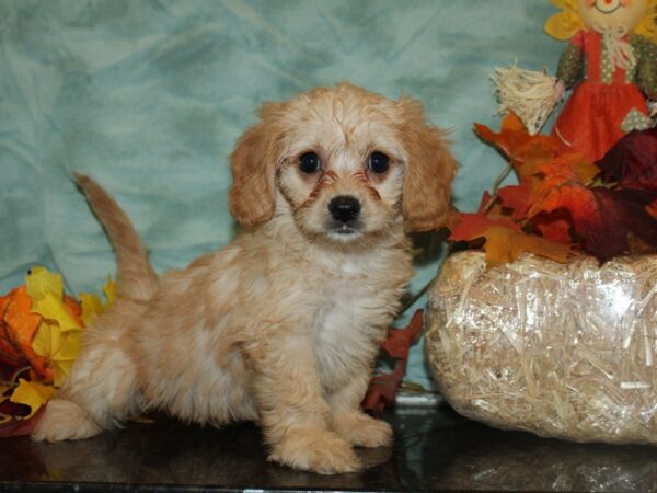 Cava Chon-DOG-Female-BLENHIEM-19750-Petland Rome, Georgia