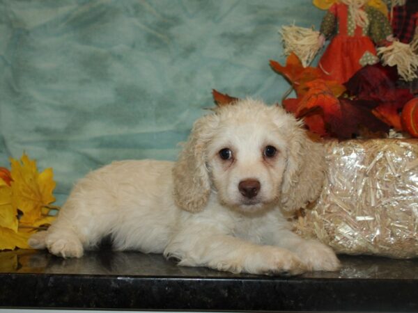 Cockachon-DOG-Male-CREAM WH-19751-Petland Rome, Georgia