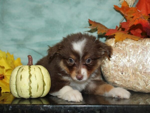 Mini Aussie-DOG-Male-RED TRI-19753-Petland Rome, Georgia