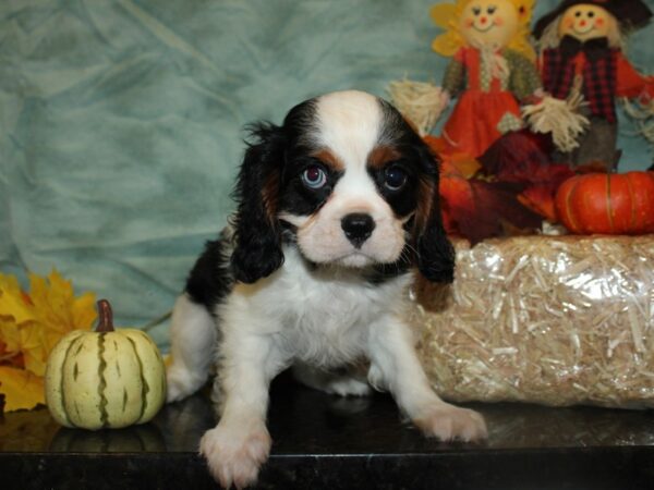 Cavalier King Charles Spaniel DOG Male TRI 19749 Petland Rome, Georgia