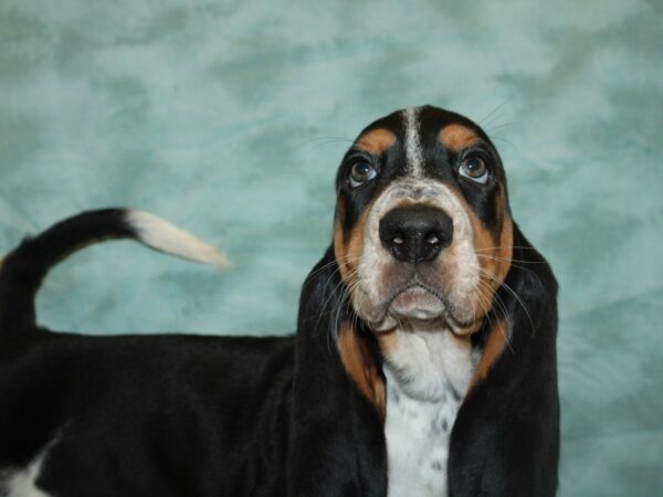 Basset Hound DOG Male Black White and Tan 19748 Petland Rome, Georgia