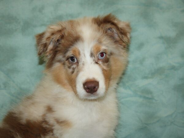 Australian Shepherd DOG Male Red Merle 19747 Petland Rome, Georgia