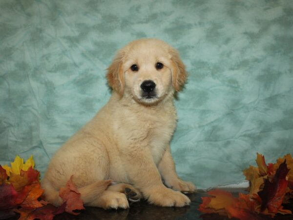 Golden Retriever DOG Male Gold 19744 Petland Rome, Georgia