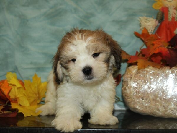 Lhasa-Poo (Poodle / Lhasa Apso)-DOG-Male--9034-Petland Rome, Georgia