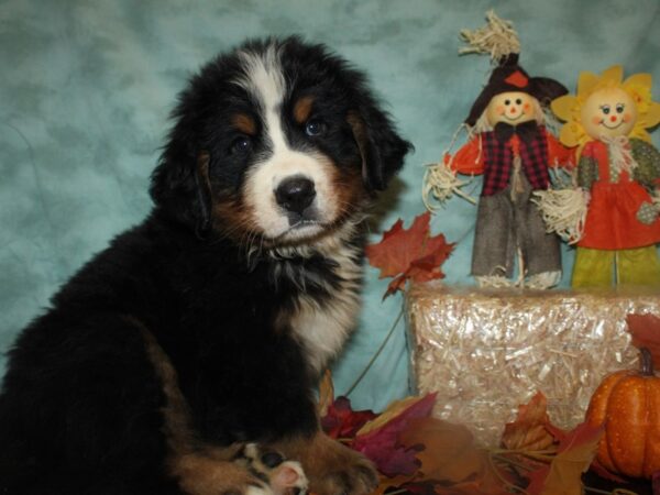 Bernese Mountain Dog DOG Male Black Tri 19765 Petland Rome, Georgia