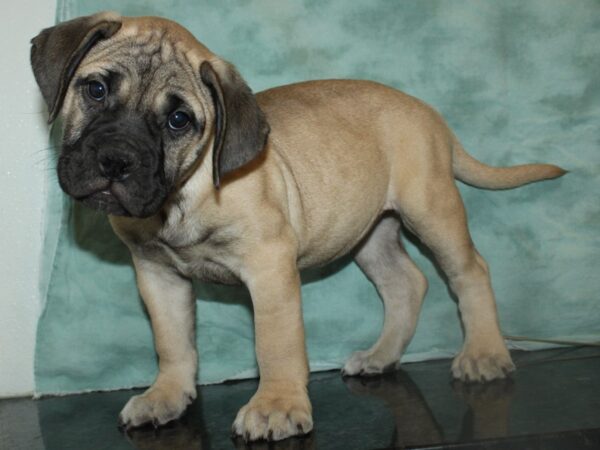 Bullmastiff DOG Female Fawn 19764 Petland Rome, Georgia