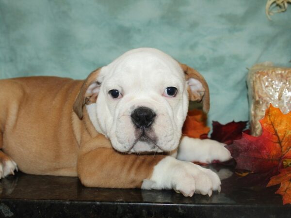 Victorian Bulldoge DOG Male Red / White 19763 Petland Rome, Georgia